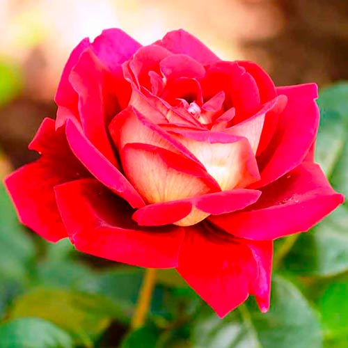 Lielziedu roze (Rosa) Kronenburg  interface.image 1 interface.art 2283